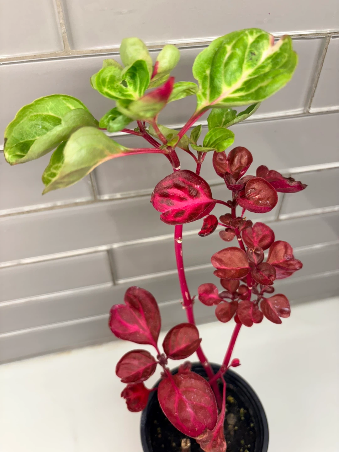 Iresine plant -3.5” pot - photo 3