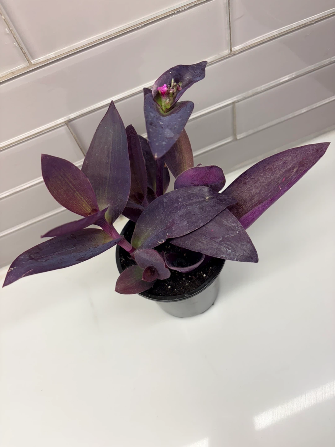 Tradescantia Purple Heart Plant -3.5” pot - photo 2