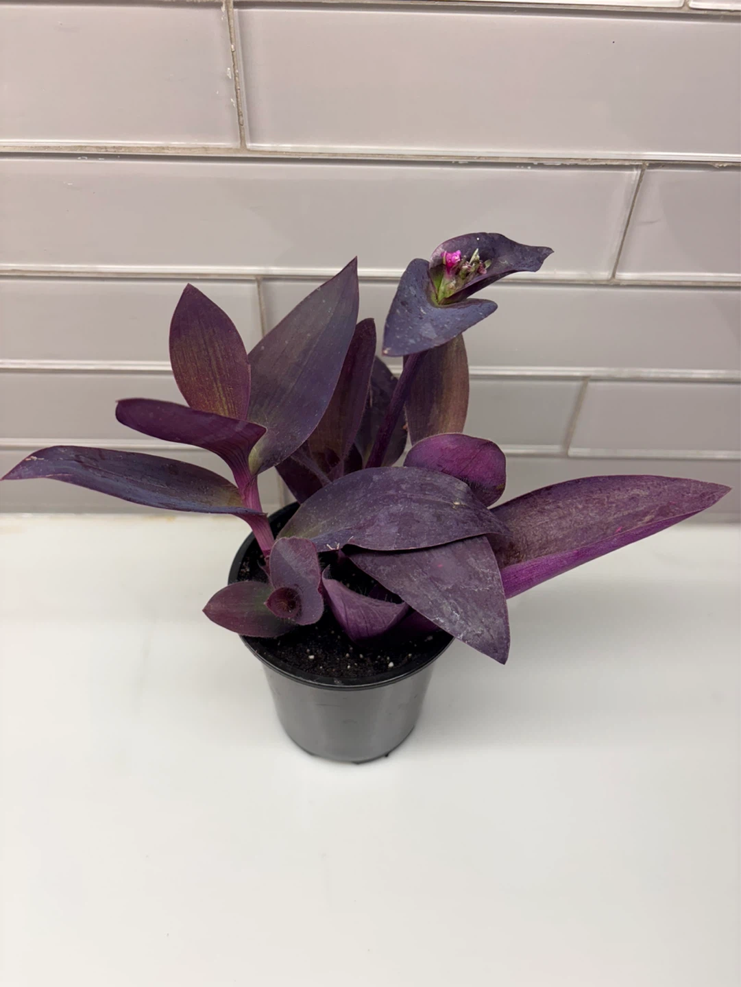 Tradescantia Purple Heart Plant -3.5” pot