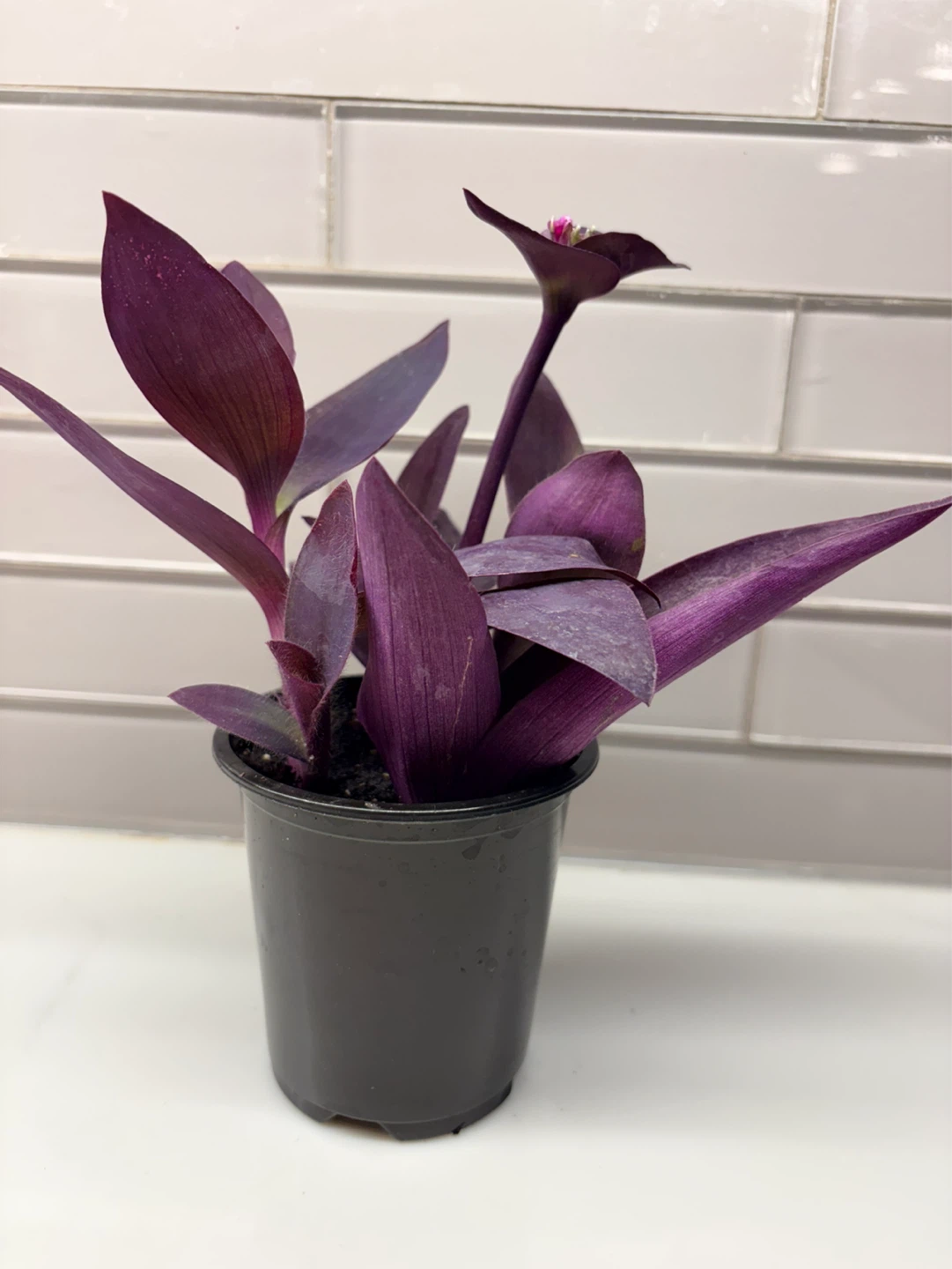 Tradescantia Purple Heart Plant -3.5” pot - photo 3