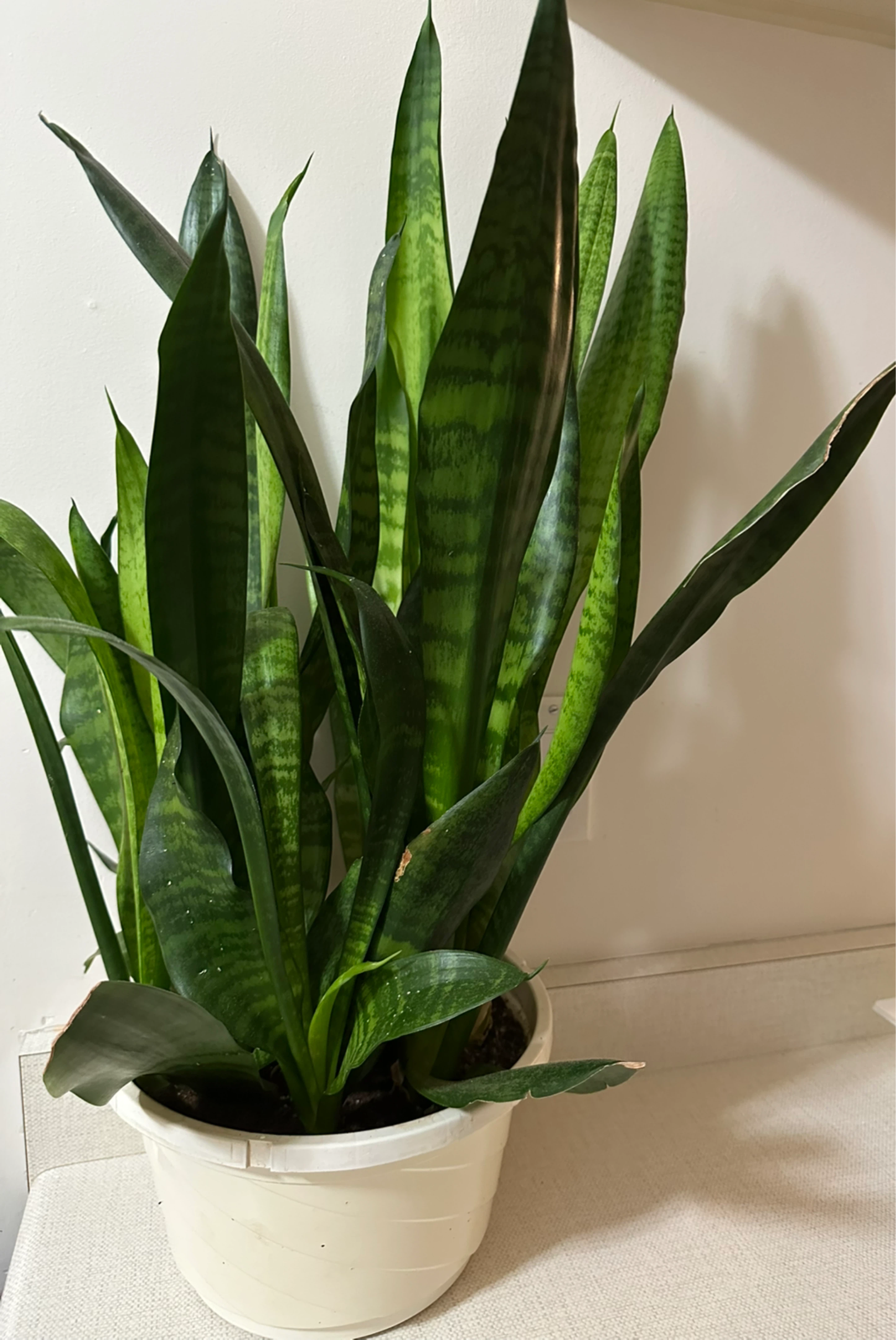 Huge Snake Plant in pot