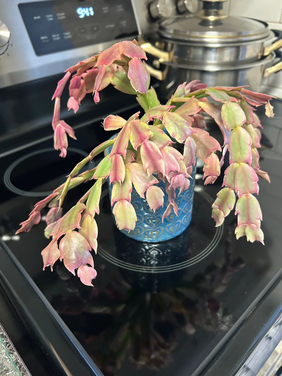 Christmas Cactus Plant in Blue Heart Pot