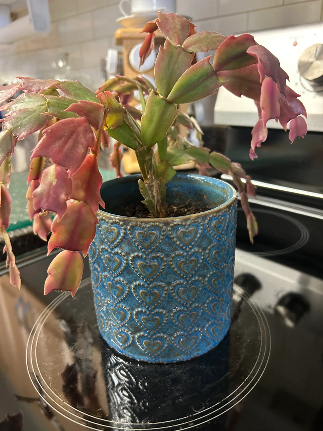 Christmas Cactus Plant in Blue Heart Pot - photo 3