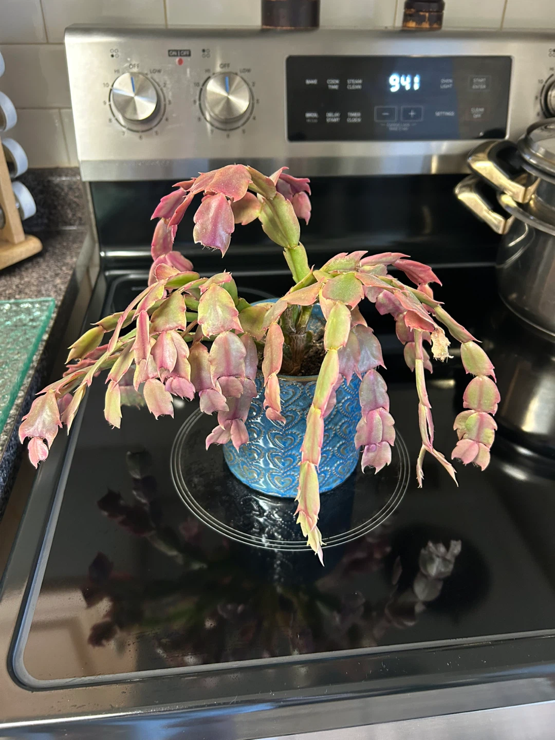 Christmas Cactus Plant in Blue Heart Pot - photo 2