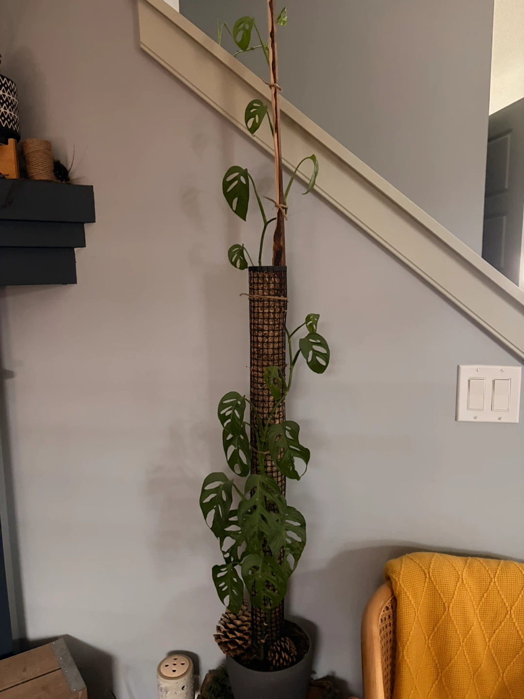 Monstera Adansonii Houseplant - photo 2