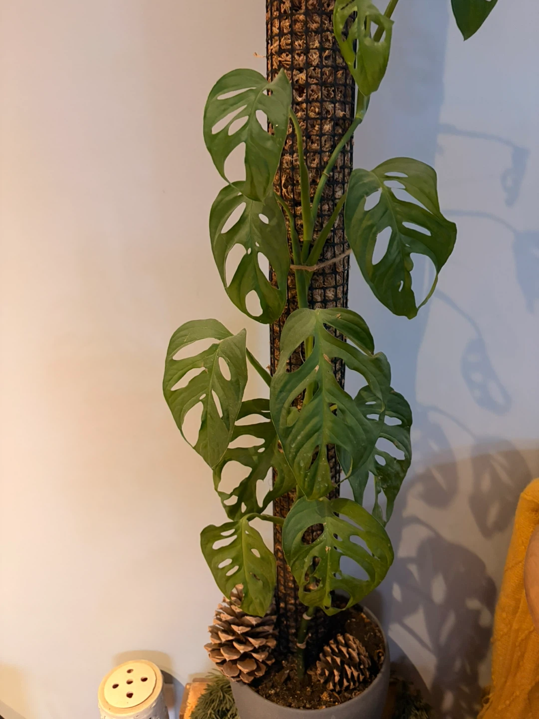 Monstera Adansonii Houseplant - photo 3