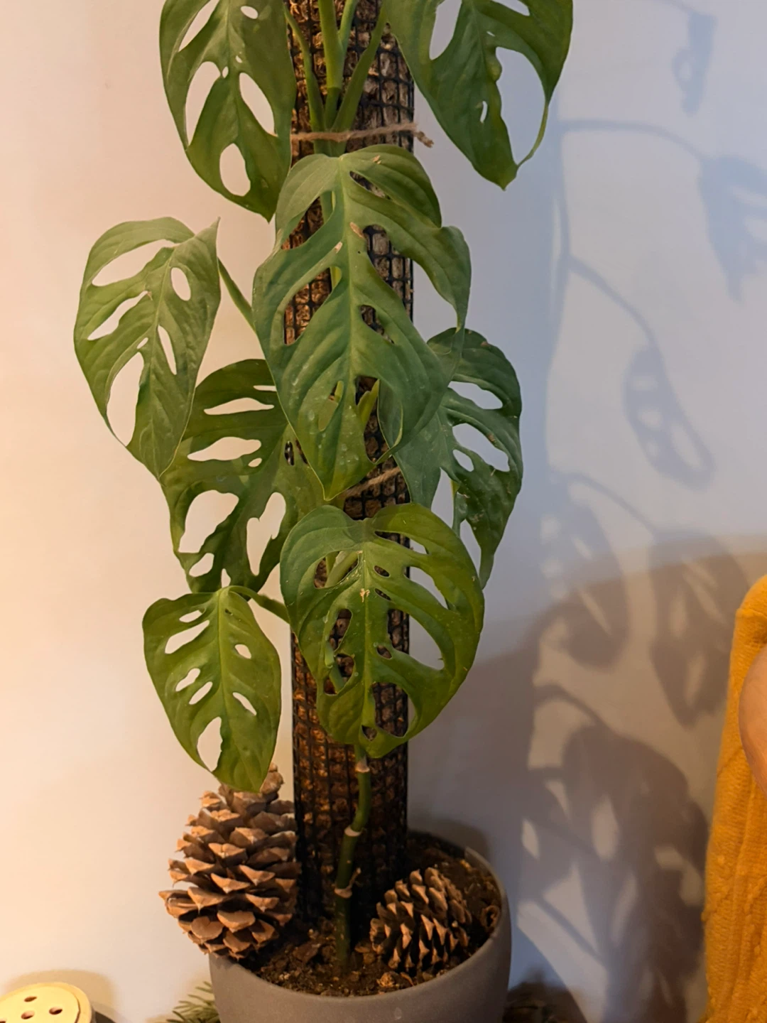 Monstera Adansonii Houseplant
