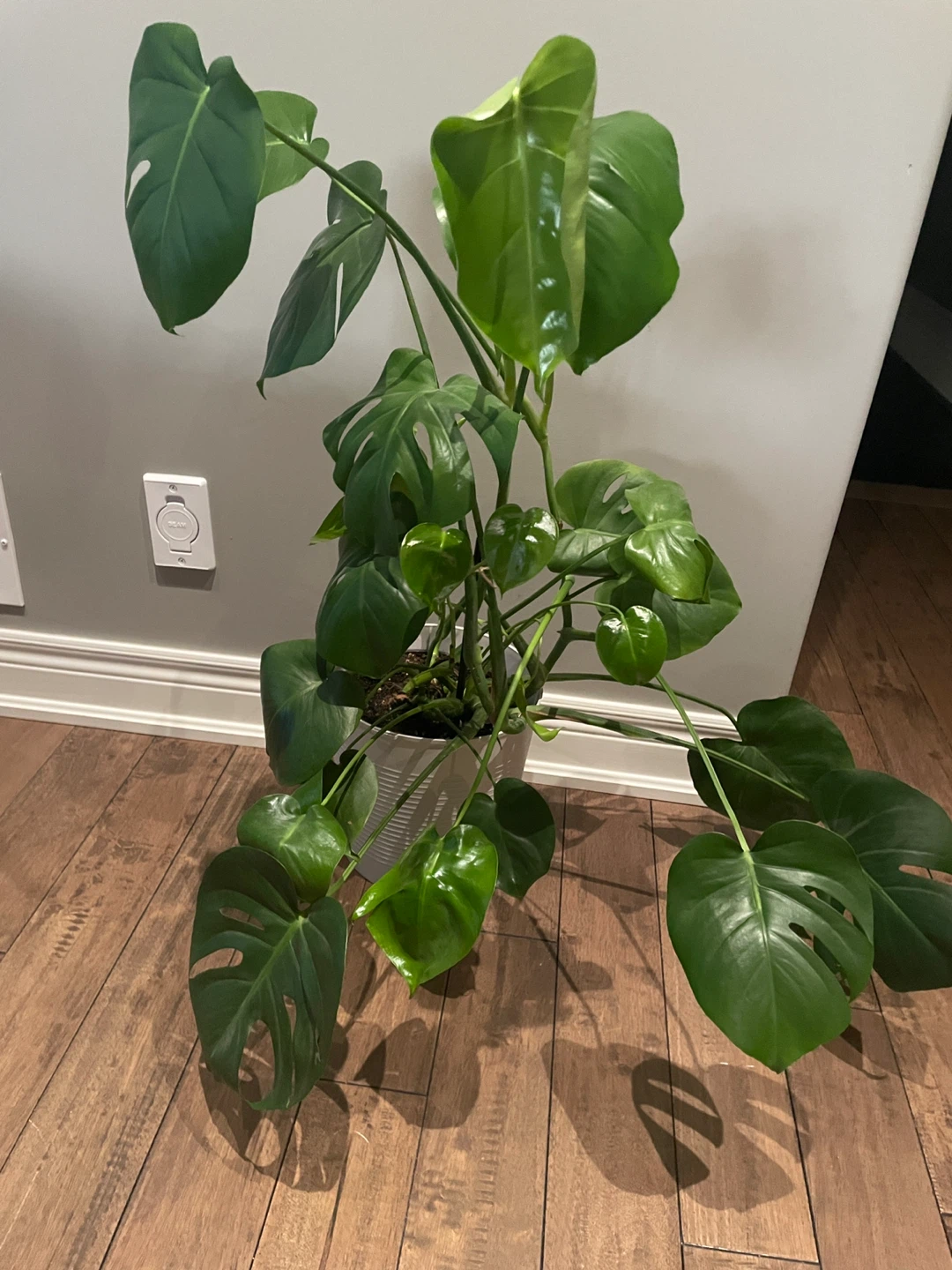 Monstera Plant in Pot
