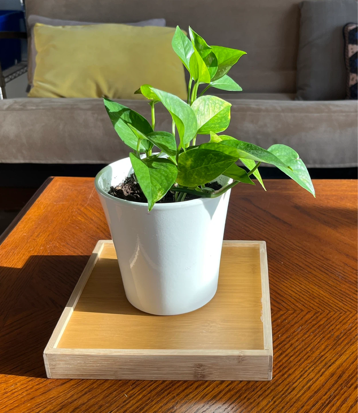 Pothos Plant in White Pot. - photo 3