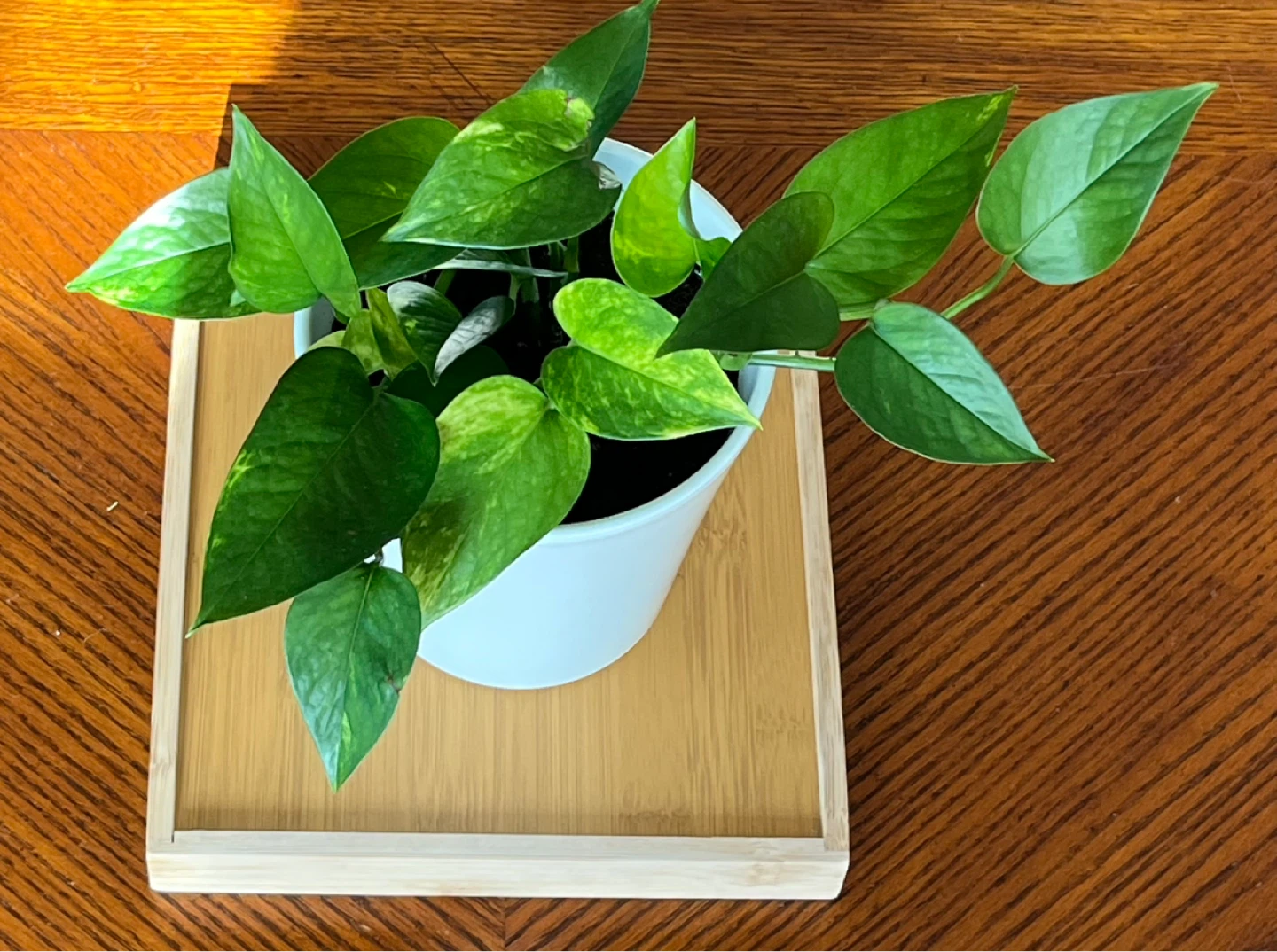 Pothos Plant in White Pot. - photo 2