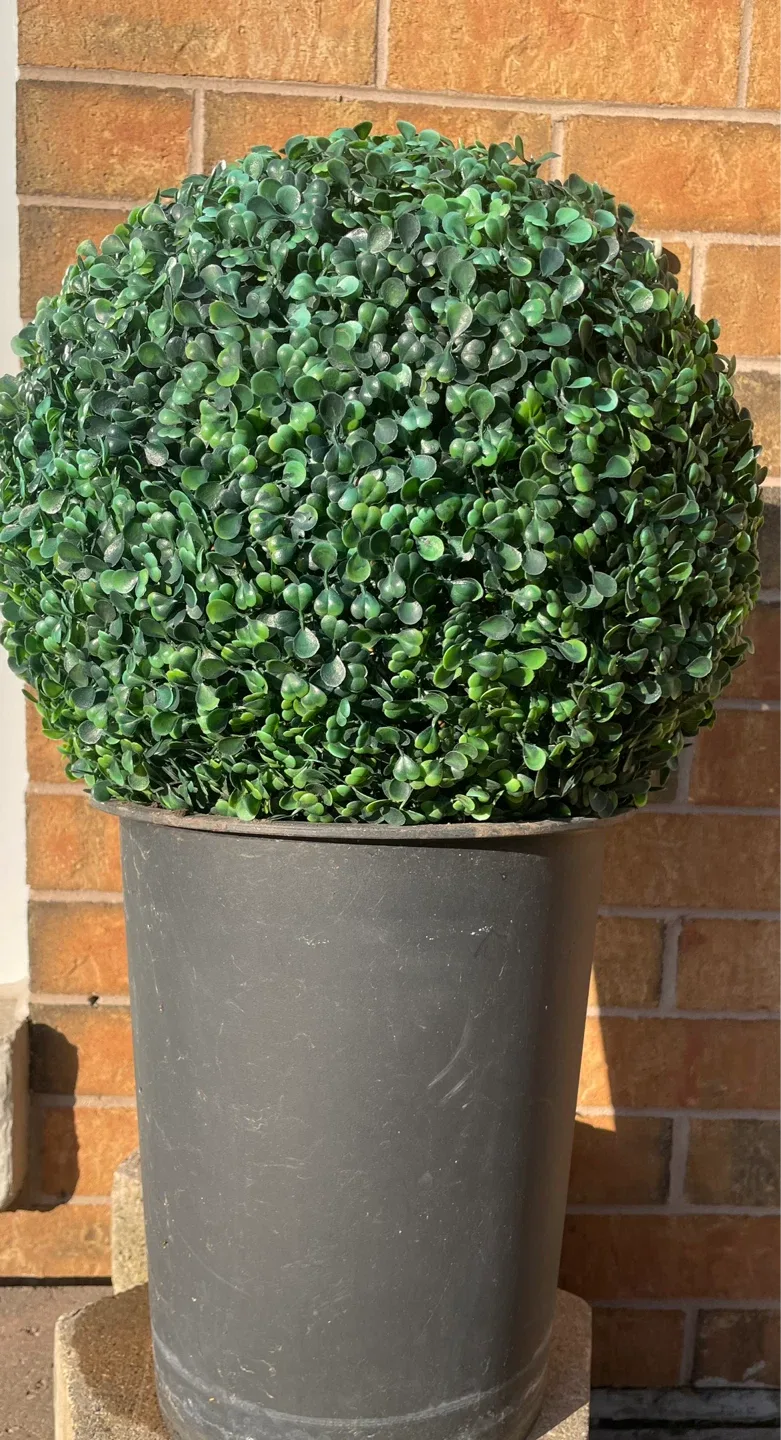 Boxwood Topiary Ball - photo 2