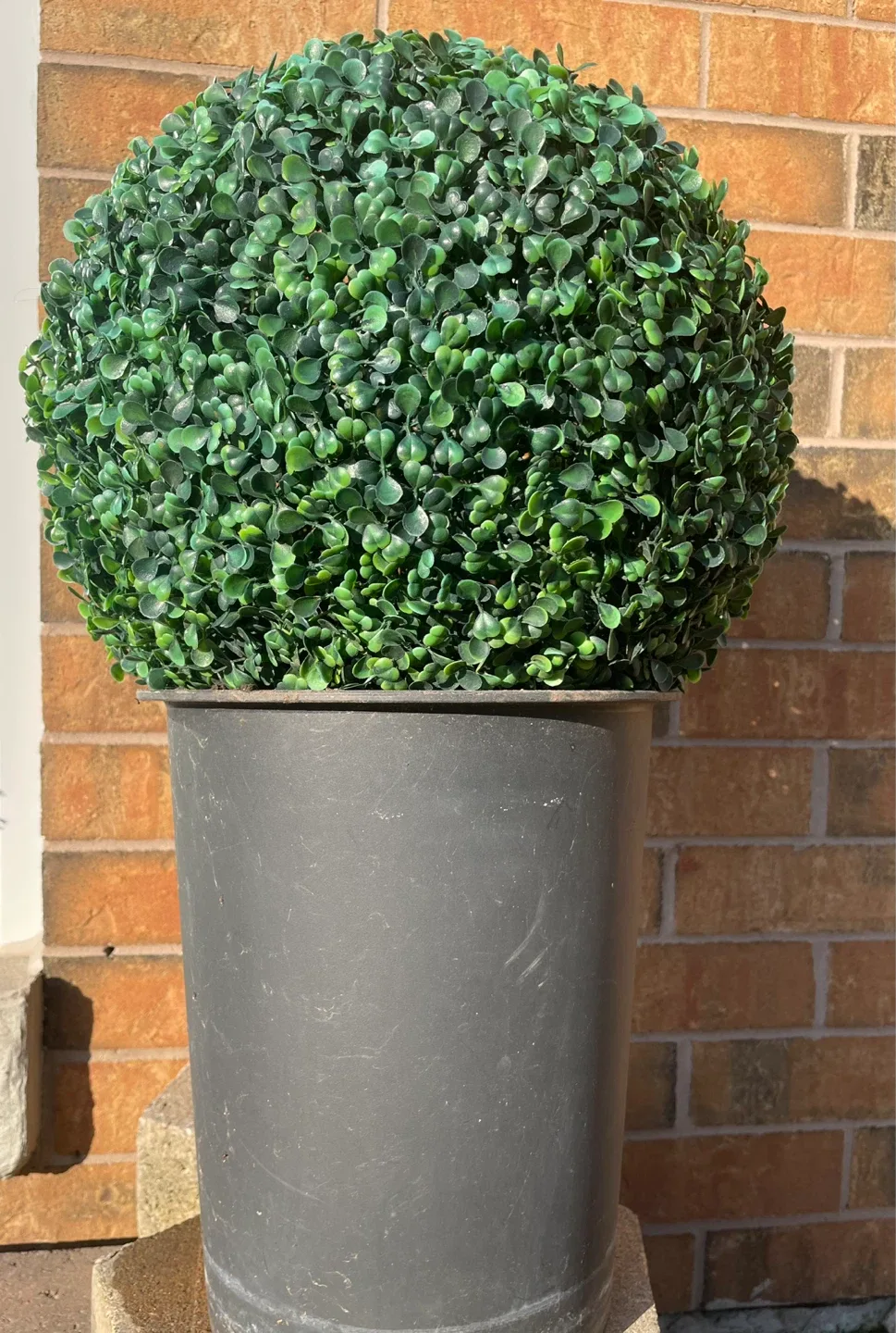 Boxwood Topiary Ball