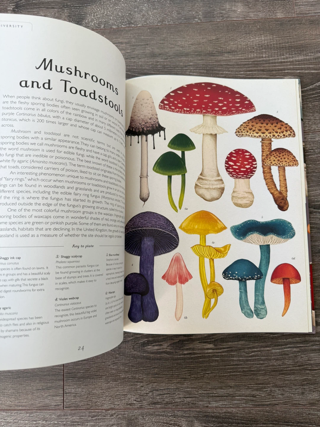 Fungarium: Welcome to the Museum large book - photo 3