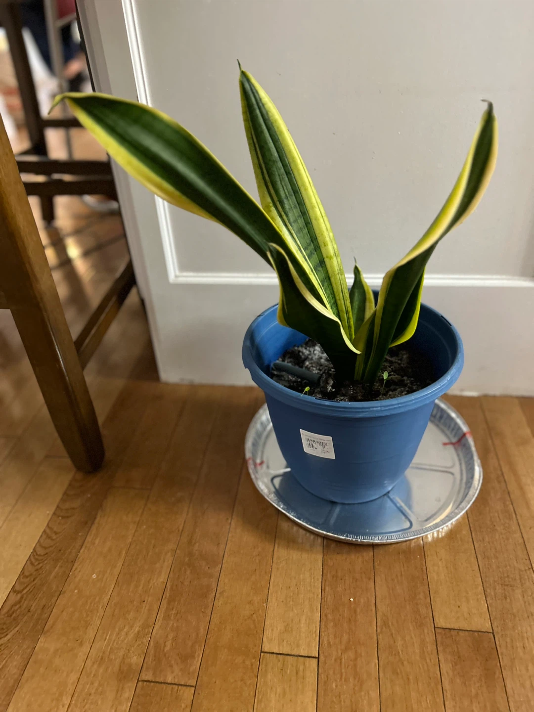 Assorted Potted Plants