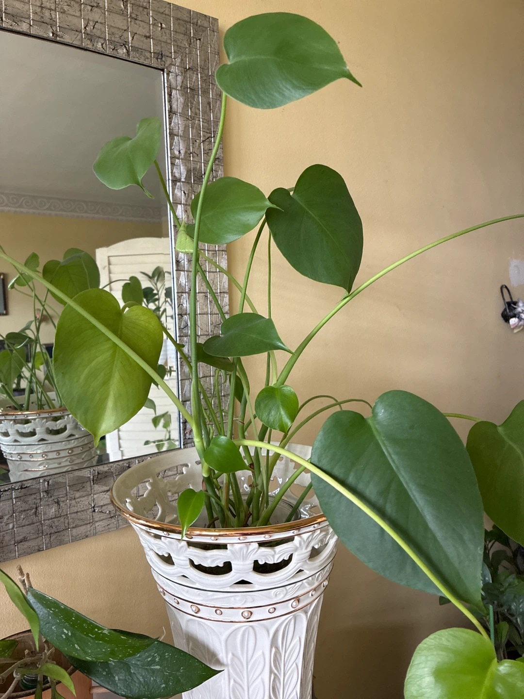 Monstera Plant in Decorative White Planter