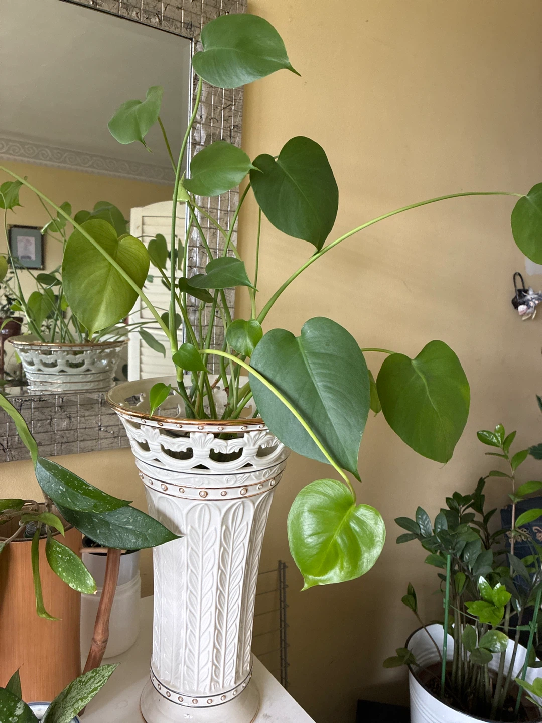 Monstera Plant in Decorative White Planter - photo 3