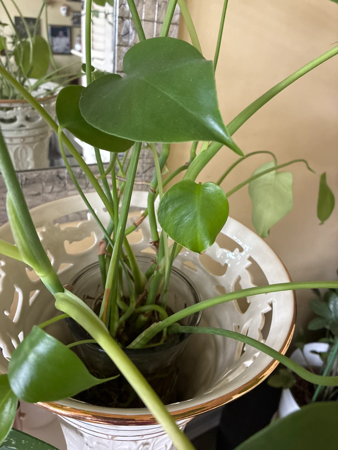 Monstera Plant in Decorative White Planter - photo 2
