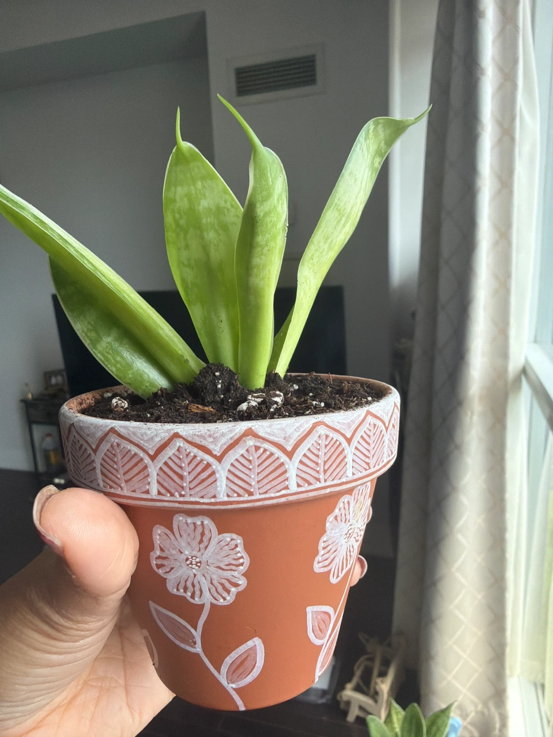 Small Snake Plant in Handpainted Terra Cotta Pot 🌱 - photo 2