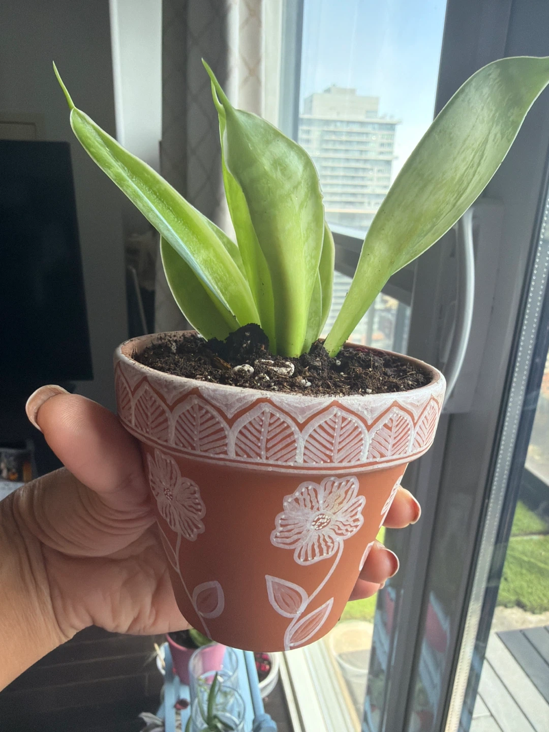 Small Snake Plant in Handpainted Terra Cotta Pot 🌱