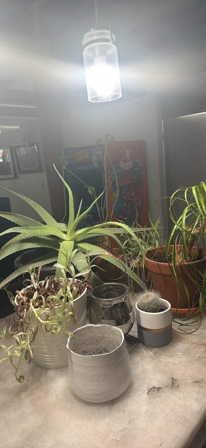Assorted potted plants