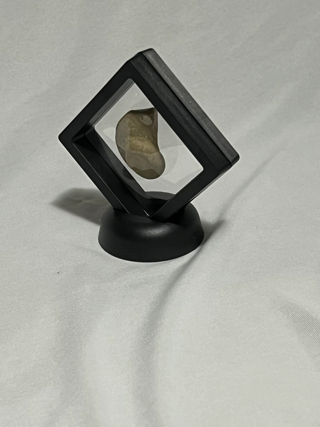 Snail Fossil in Display Case - photo 4