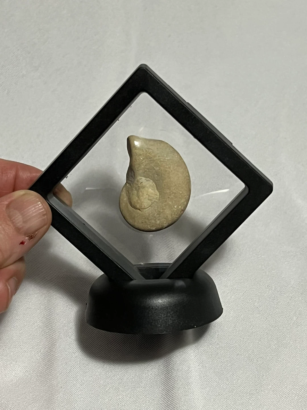 Snail Fossil in Display Case - photo 3