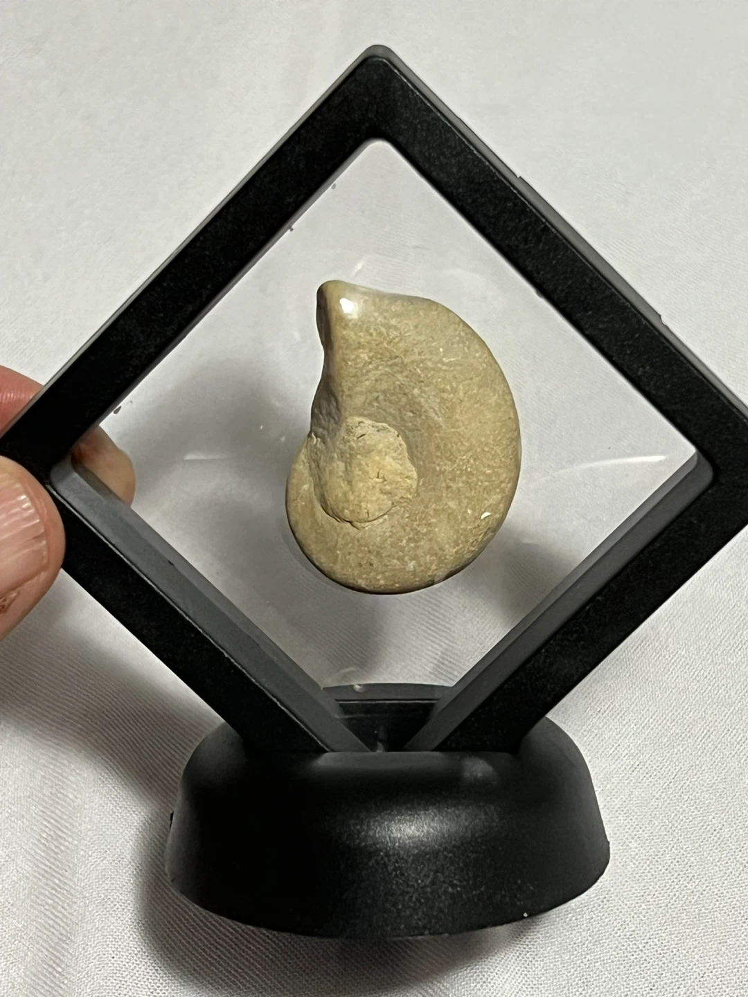 Snail Fossil in Display Case