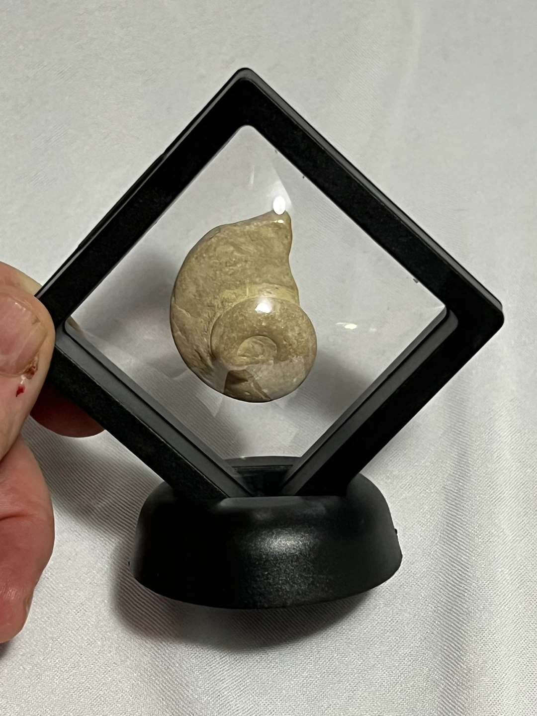 Snail Fossil in Display Case - photo 2