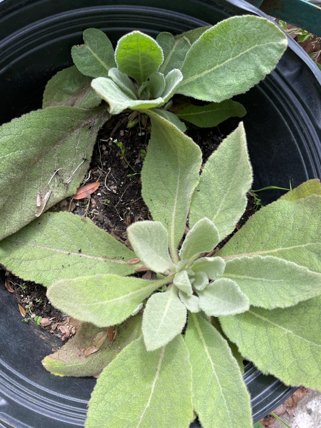Mullein plant - photo 2