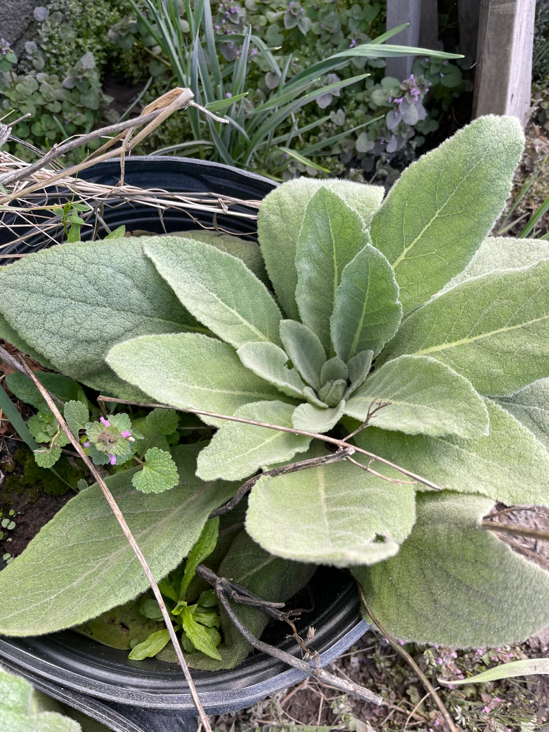 Mullein plant - photo 3