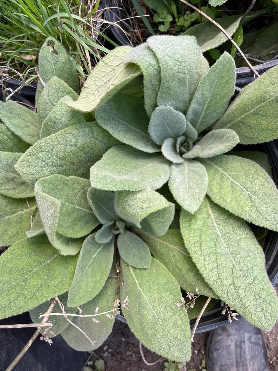 Mullein plant