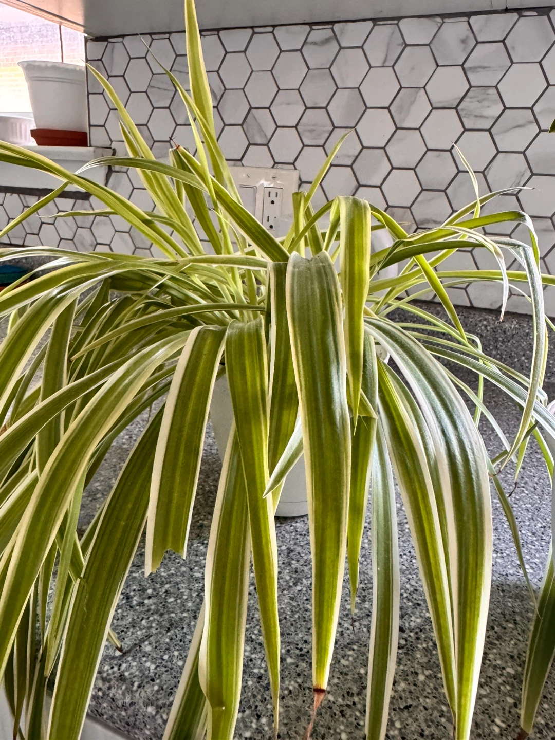 Indoor plants