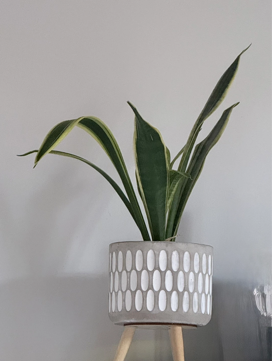 Real- Snake Plant in Decorative Pot - photo 2