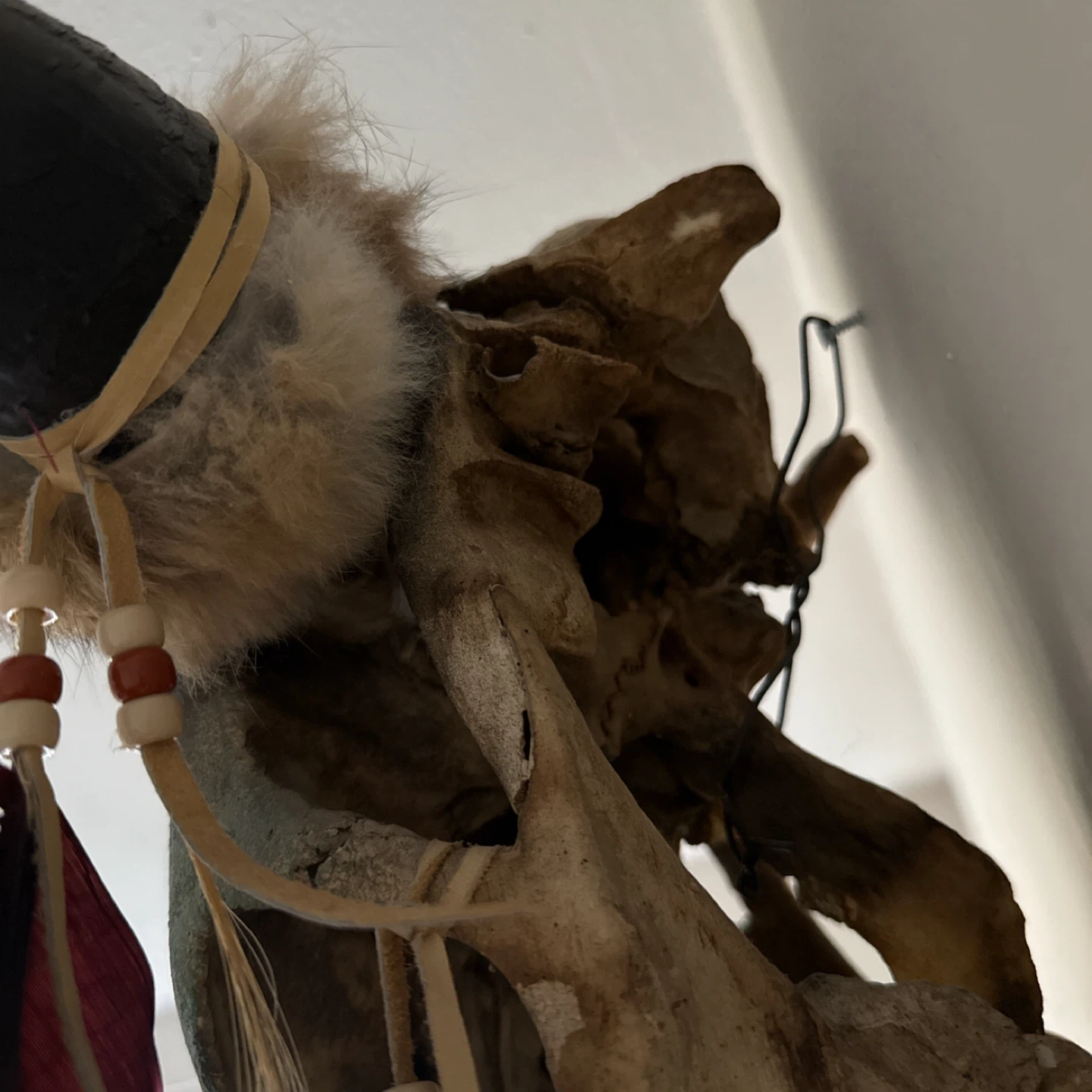 Painted Buffalo Skull with Wolf and Feathers - photo 4