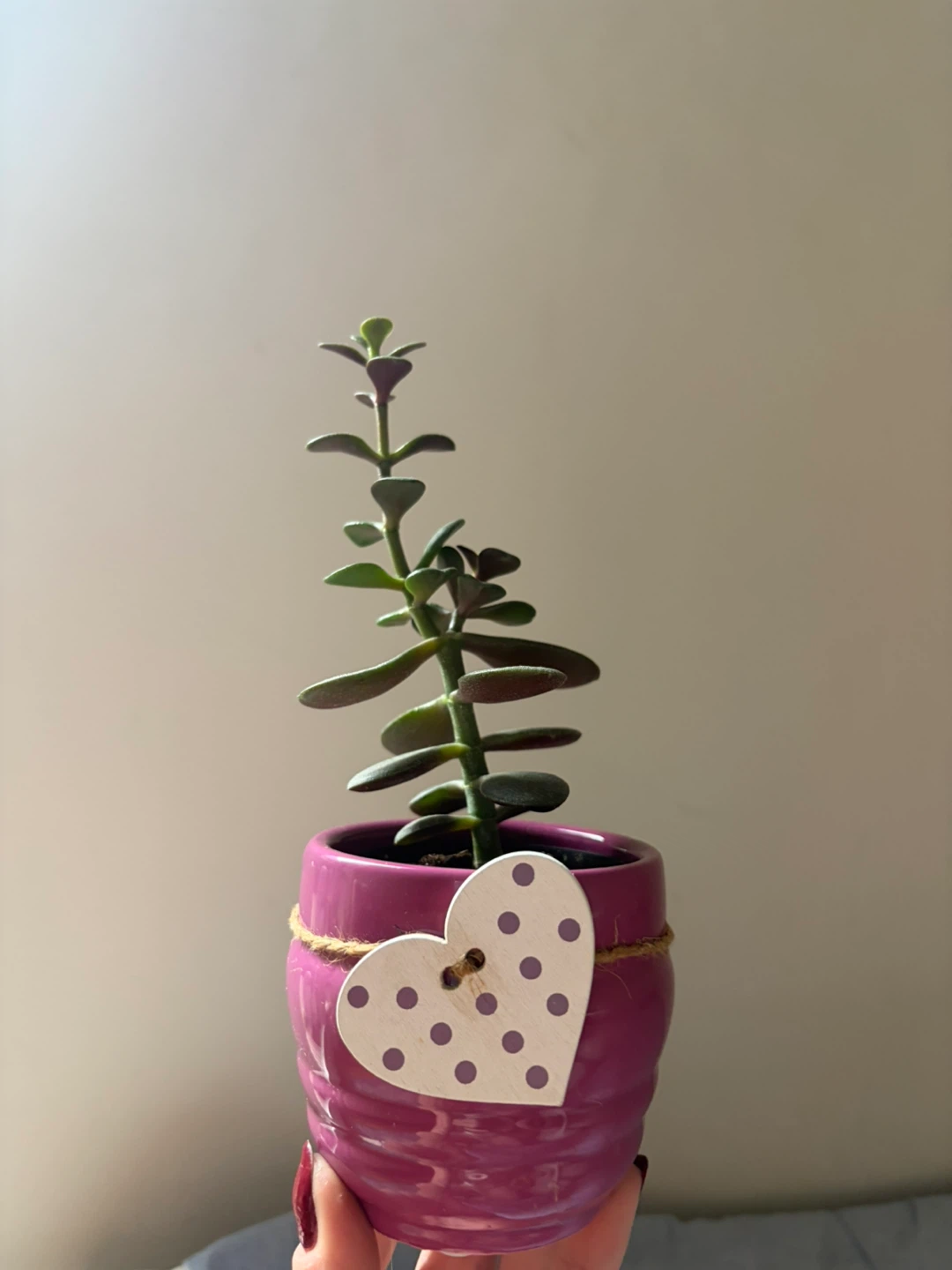 Jade Plant in Pink Ceramic Pot