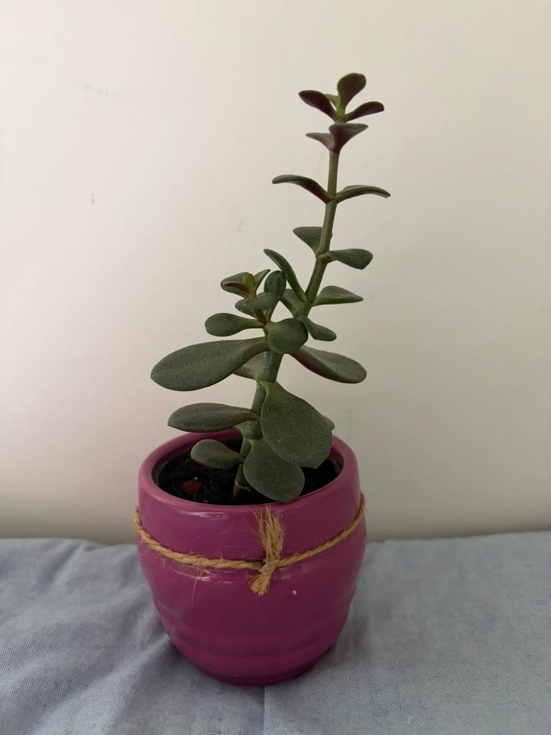 Jade Plant in Pink Ceramic Pot - photo 2