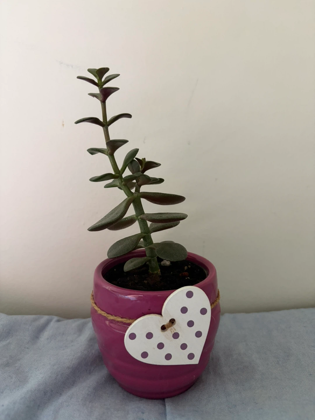 Jade Plant in Pink Ceramic Pot - photo 3
