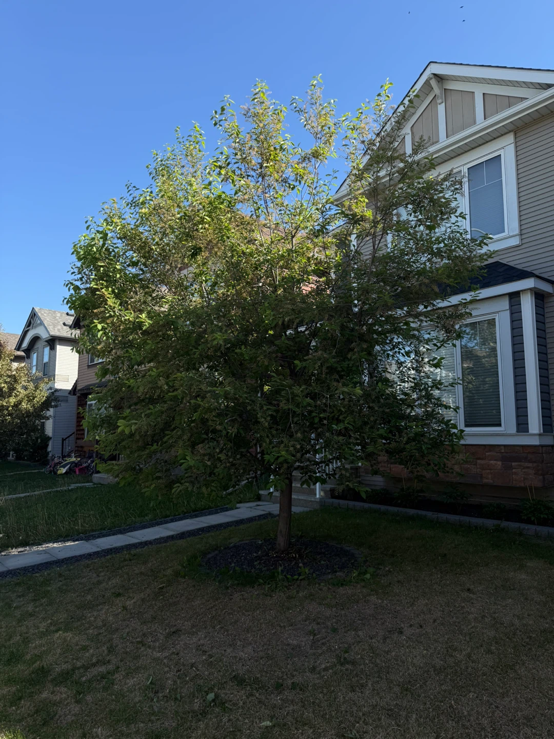 ISA Arborist - photo 5