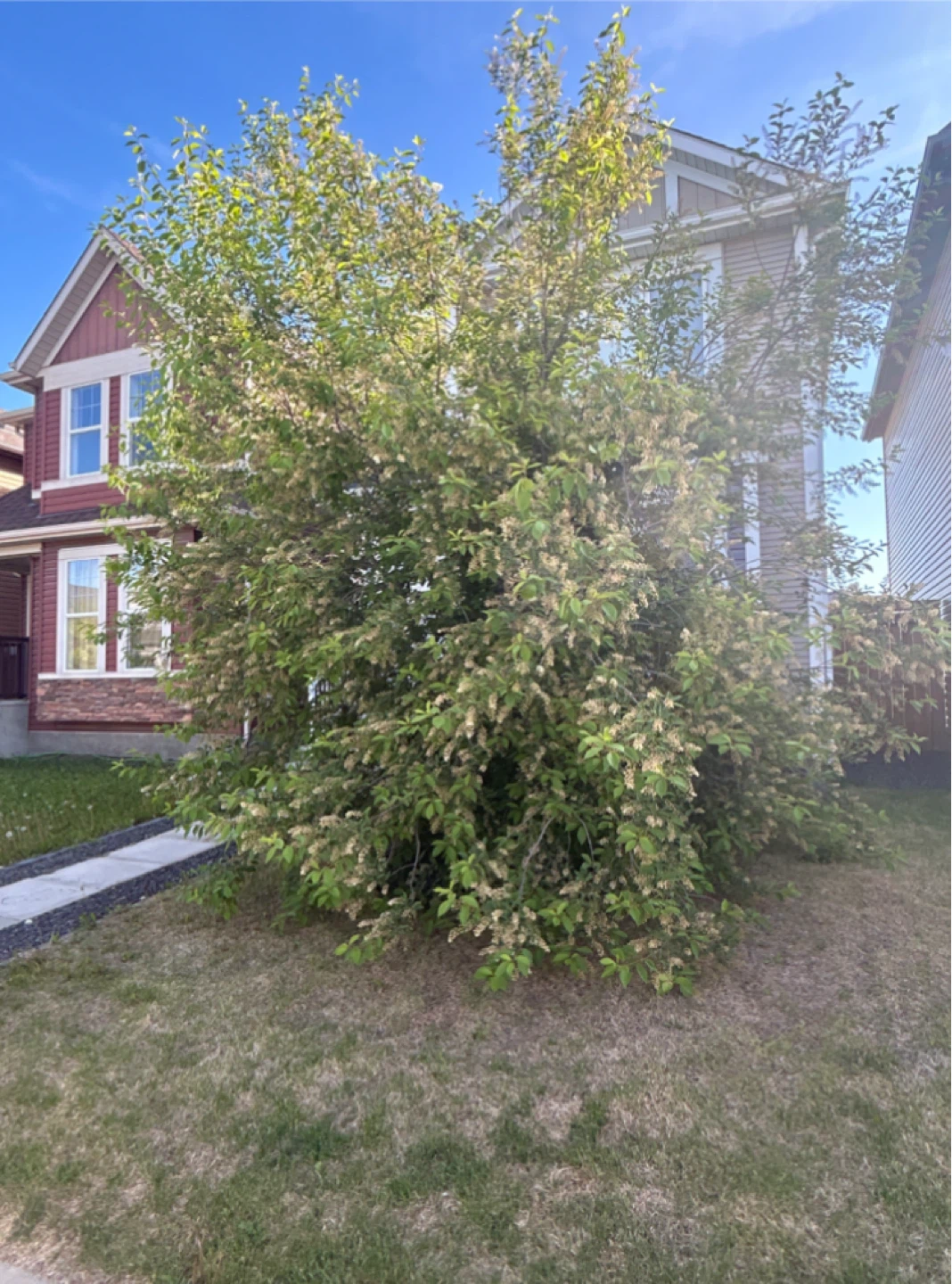 ISA Arborist - photo 4