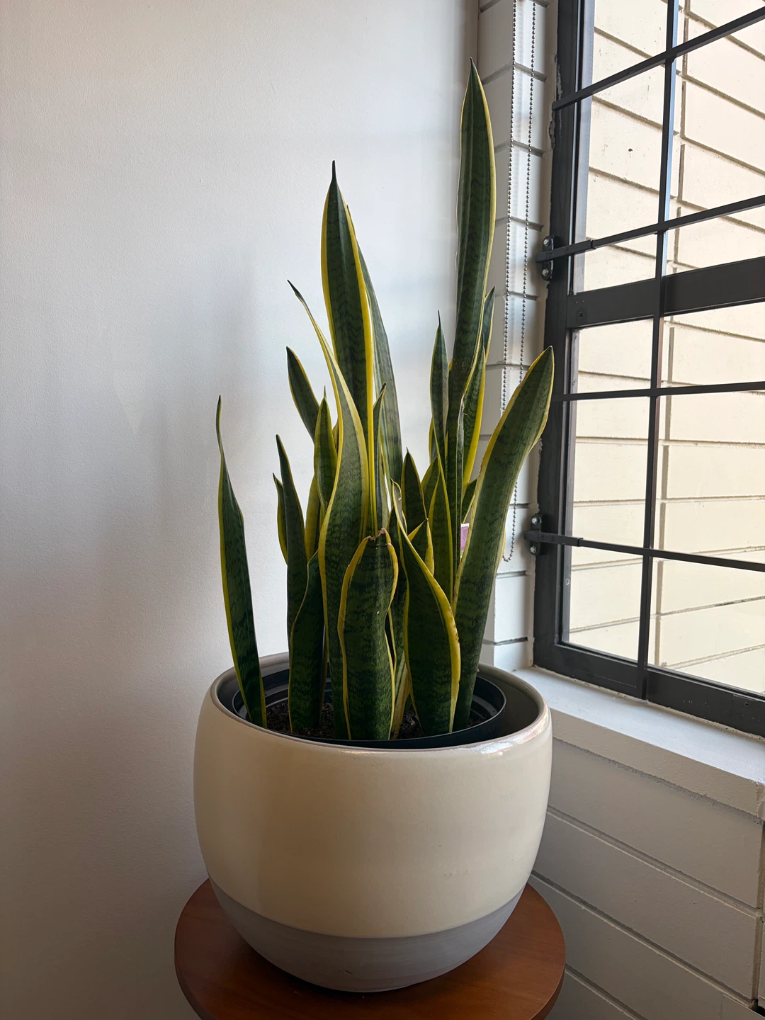 Snake Plant in White Pot