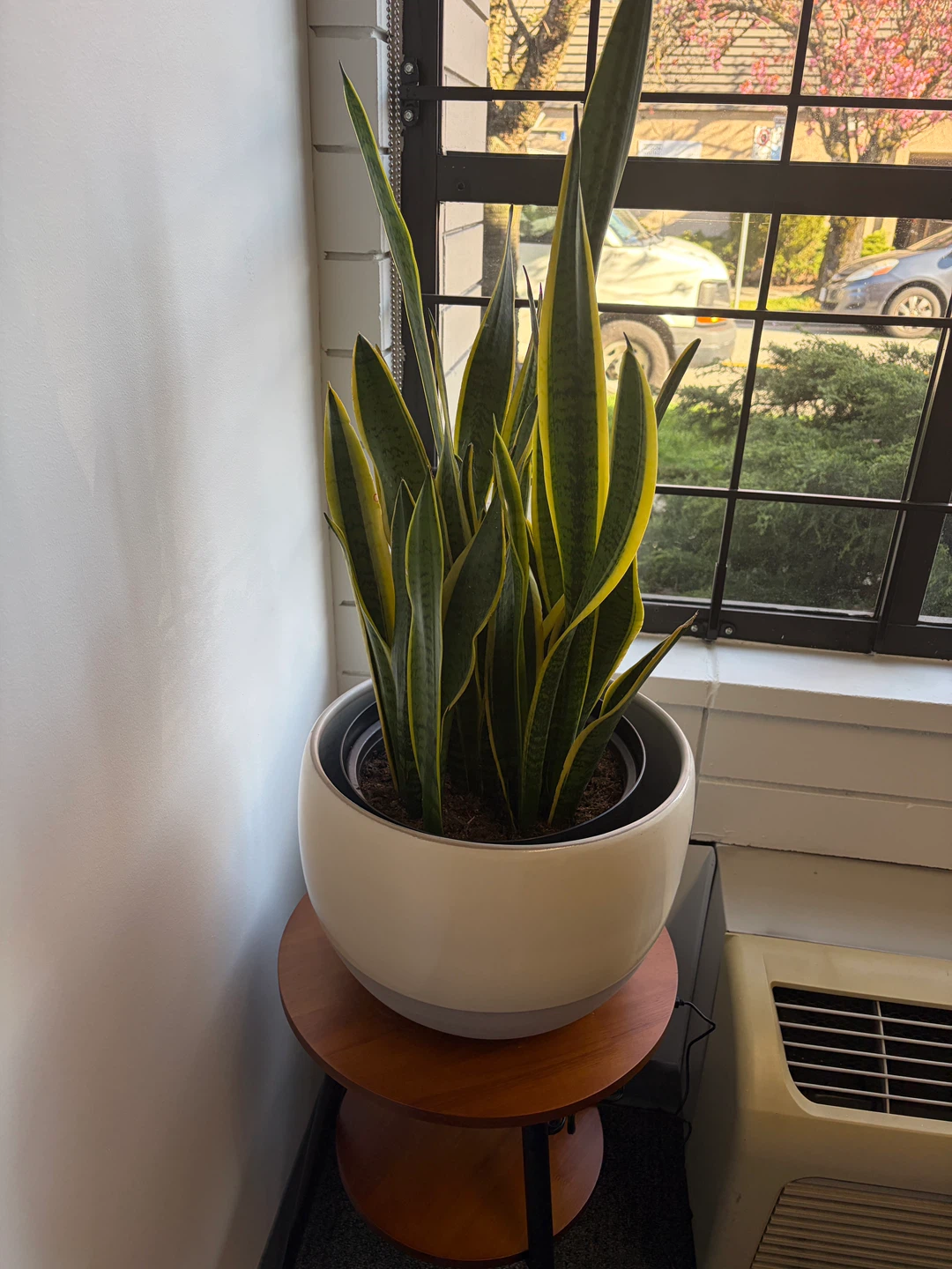 Snake Plant in White Pot - photo 2