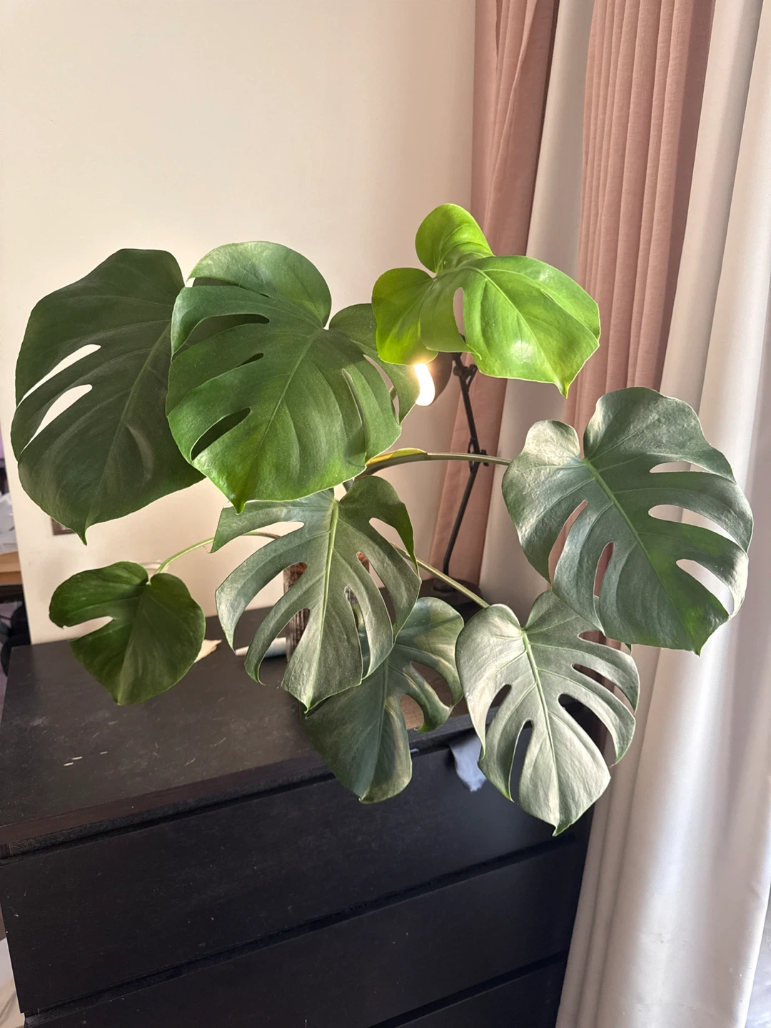 Large Monstera Deliciosa Plant in Glass Pot