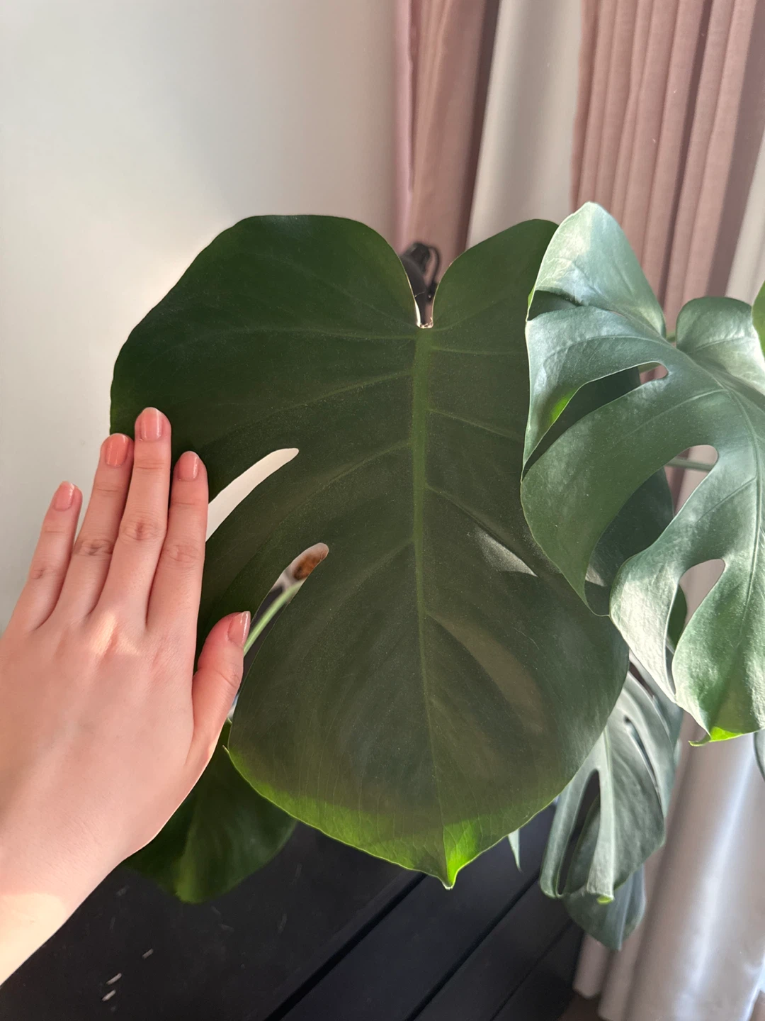 Large Monstera Deliciosa Plant in Glass Pot - photo 2