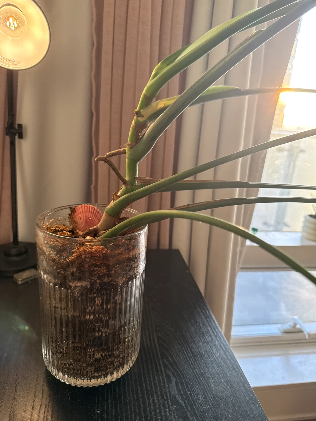 Large Monstera Deliciosa Plant in Glass Pot - photo 3