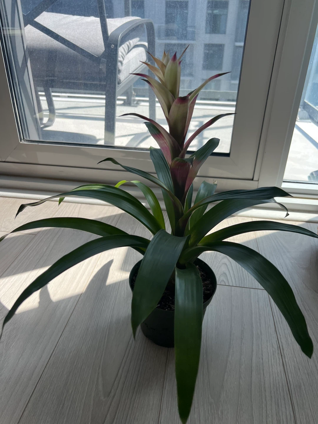 Bromeliad Plant 🌱 - photo 2