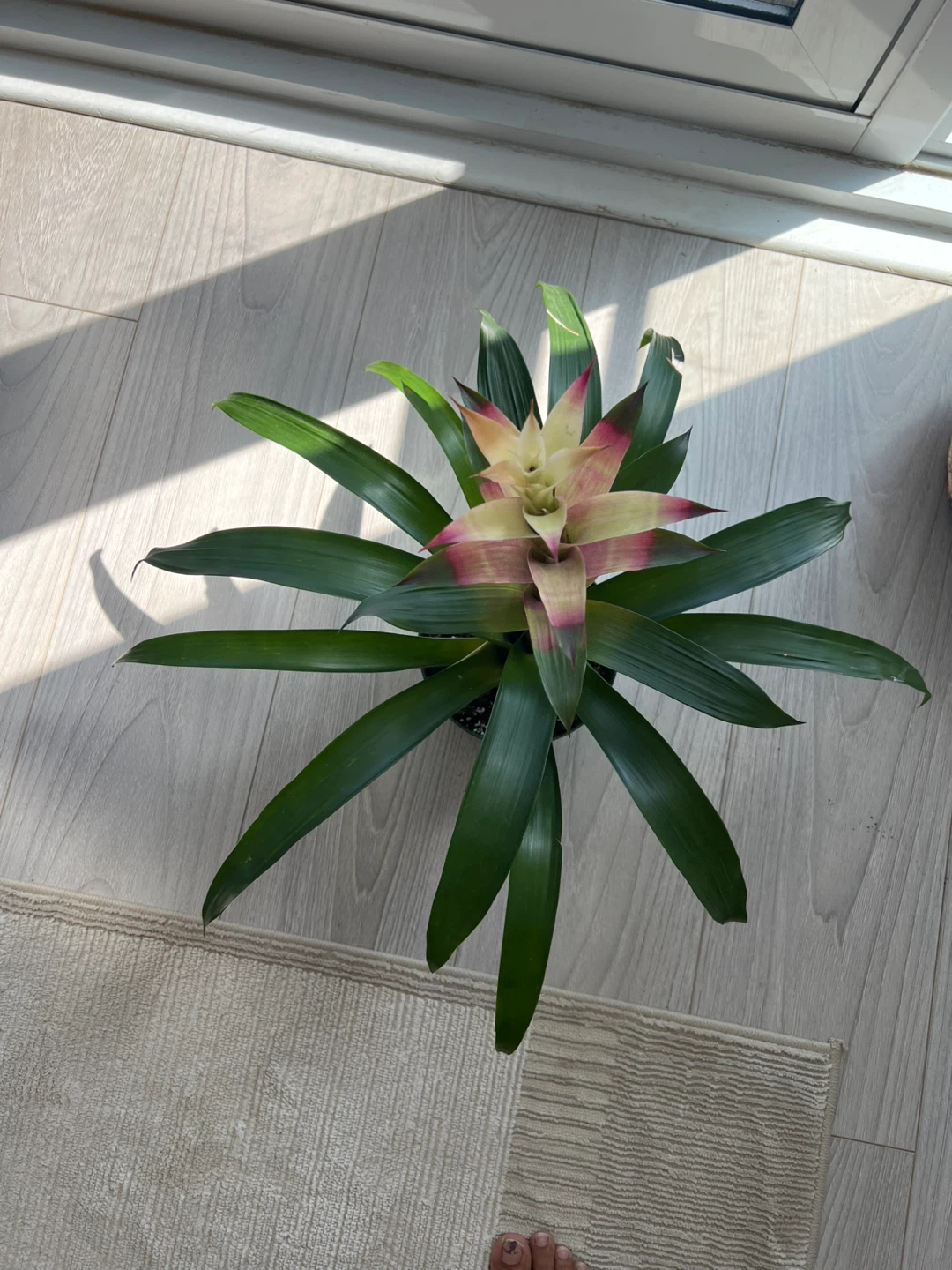 Bromeliad Plant 🌱