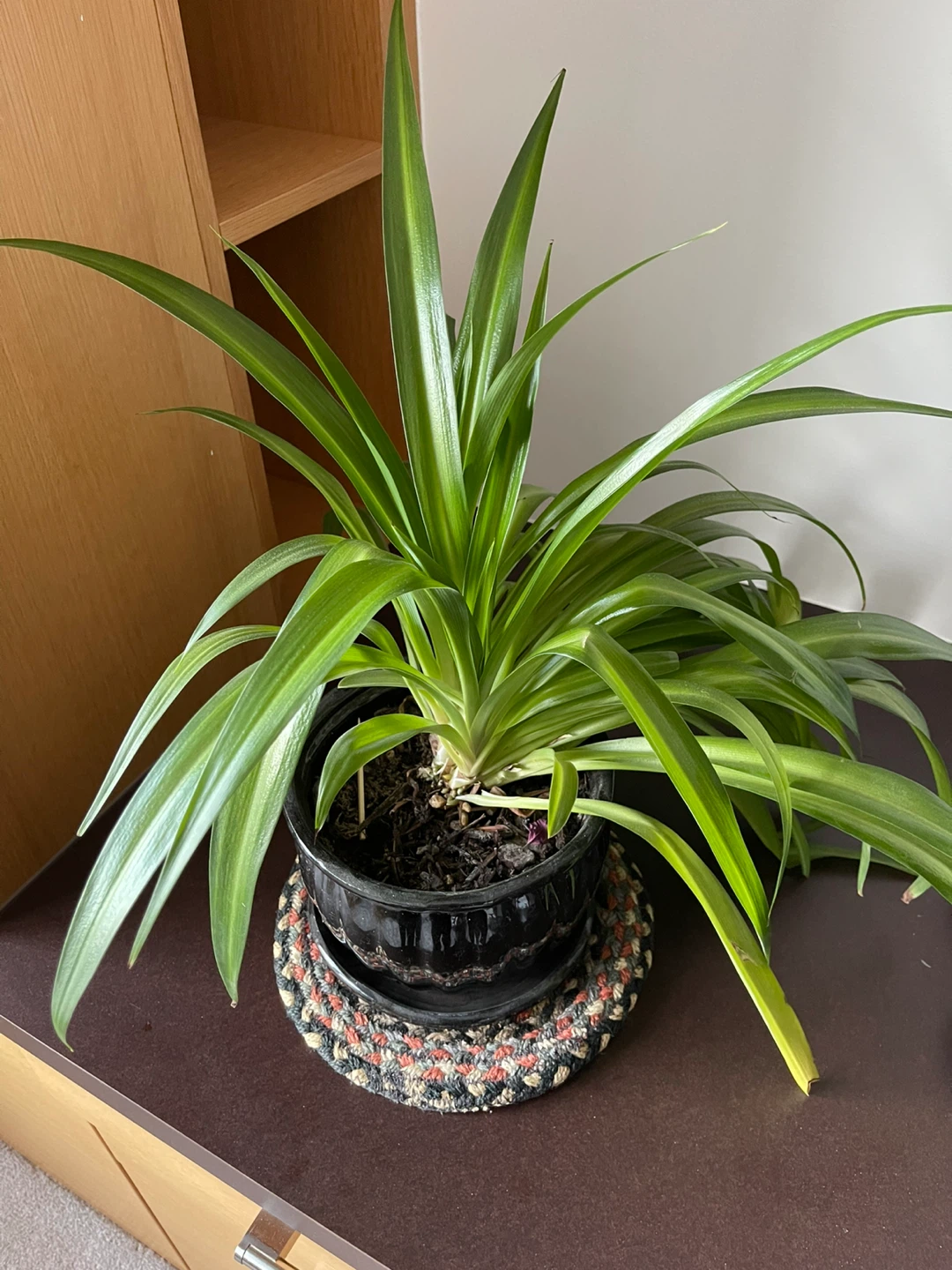 Green Spider Plant in Black Pot