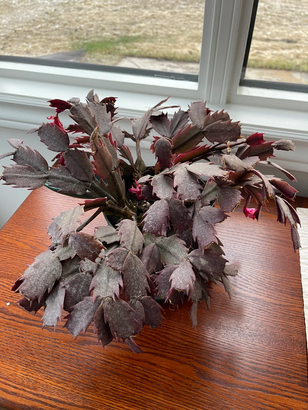 Christmas Cactus Plant
