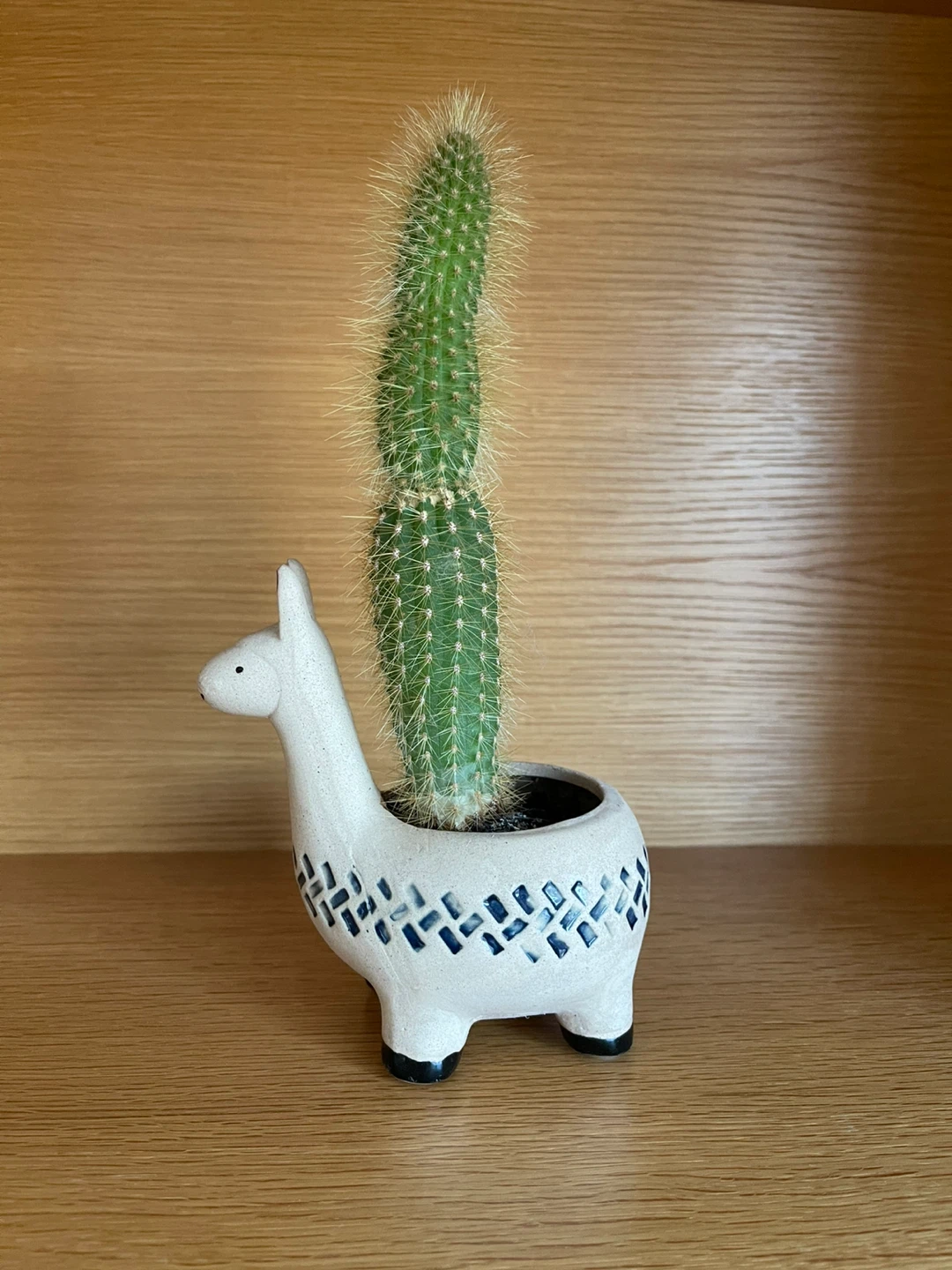 Potted Cactus in Llama Planter