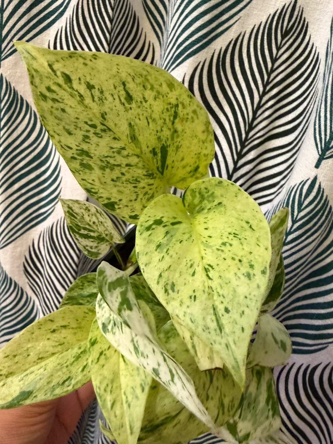 Snow Queen Pothos - photo 3